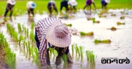 রেকর্ড উৎপাদন ও মজুত সত্ত্বেও চাল আমদানিতে শঙ্কিত কৃষক রেকর্ড উৎপাদন ও মজুত সত্ত্বেও চাল আমদানিতে শঙ্কিত কৃষক